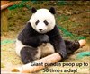 giant panda