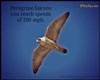 Peregrine falcons can reach speeds of 200 mph.