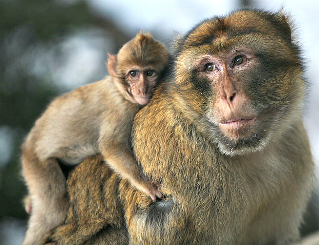Barbary macaque father and son