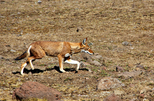 Ethiopian_Wolf