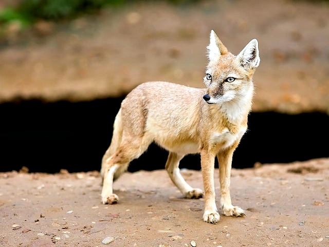 Fox---Vulpes-corsac---(Gentry)