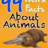 99 Weird Facts About Animals