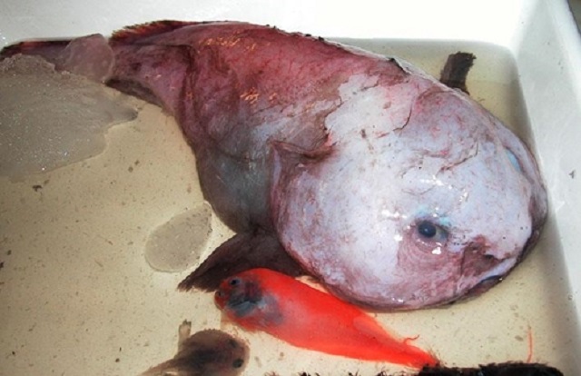 Blob-fish