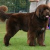 Newfoundland during Dogs Show in Rybnik by Pleple2000 cc3.0