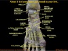 foot bones