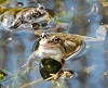Frogs