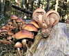 Armillaria ostoyae