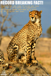 Cheetah