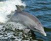 Common bottlenose dolphin