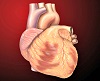 Heart_anterior_exterior_view
