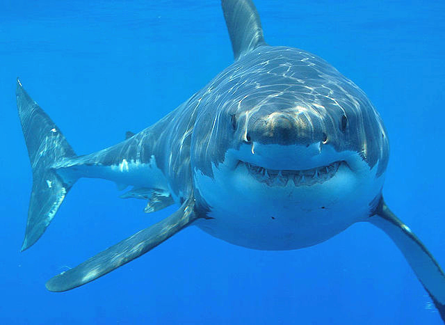 Great white shark