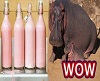 hippo milk