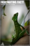 Basilisk Lizard - Female