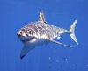 Great White Shark