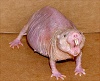 naked-mole-rat