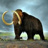 Woolly mammoth