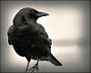 Crow