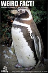Magellanic_penguin