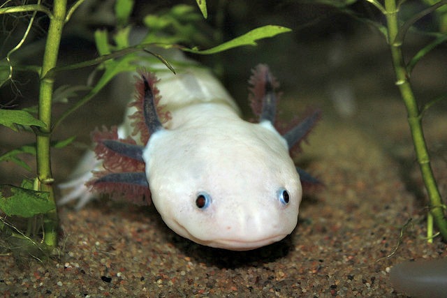 Axolotl_main