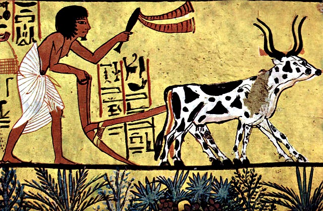 Ox_Drawn_Plow_ancient_egypt