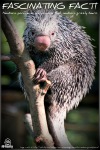 Prehensile_Tailed_Porcupine