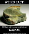 moldy_bread