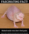 naked_mole_rat