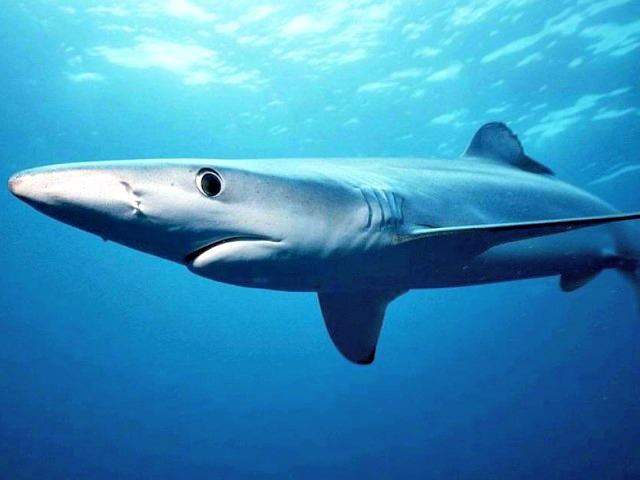 Blue_shark_Prionace_glauca