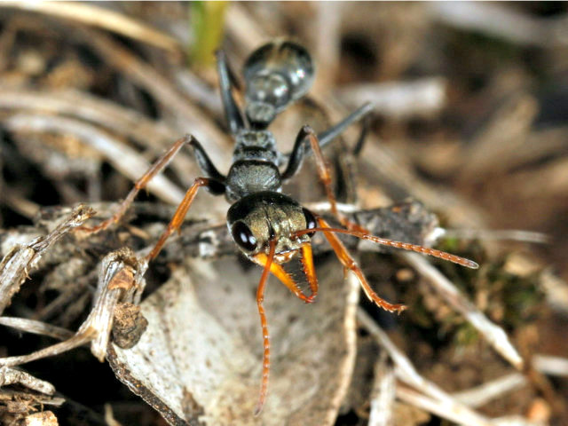Bull_ant_Jack_jumper