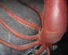 Colossal_Squid