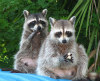 racoons