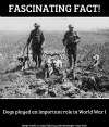 Messenger dogs WWI