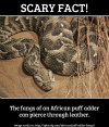 African puff adder