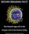 Human egg cell