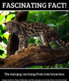 Margay Cat