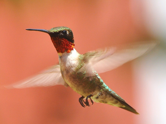 Hummingbirds Can Fly Backwards