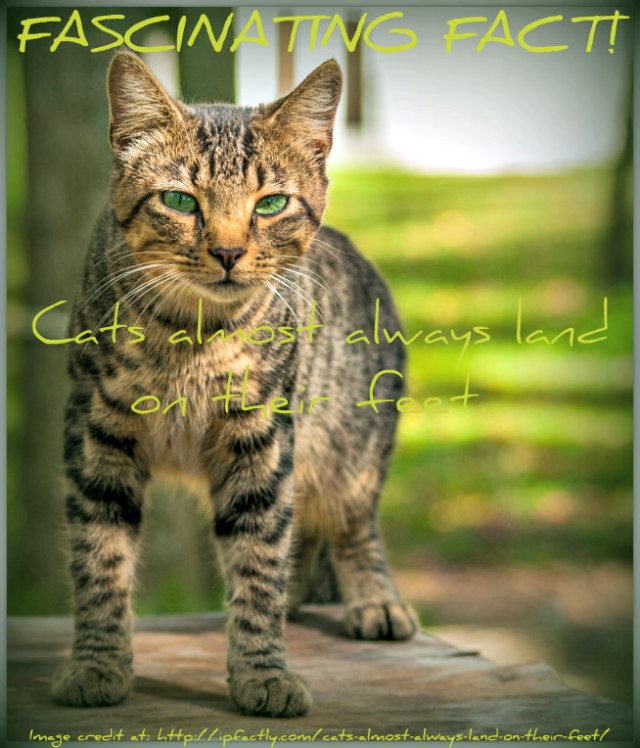 Cats almost always land on their feet