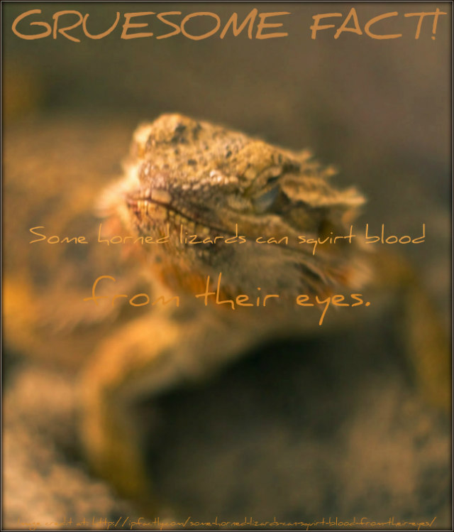 Horned Lizard