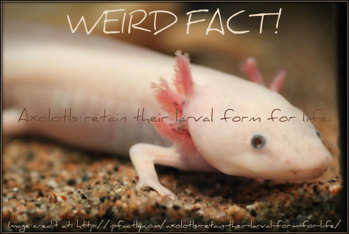 Axolotls retain their larval form for life
