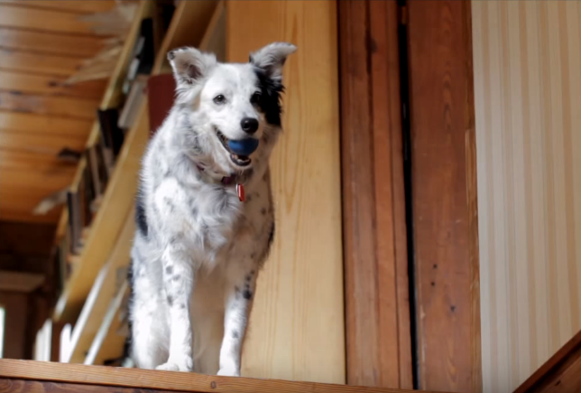 Chaser Border Collie