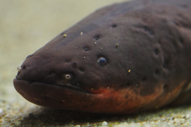 Electric eel (Electrophorus electricus)