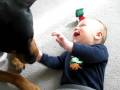 baby and rottweiller