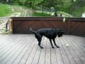 dog dreams come true