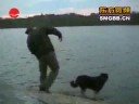 dog funnies compilation