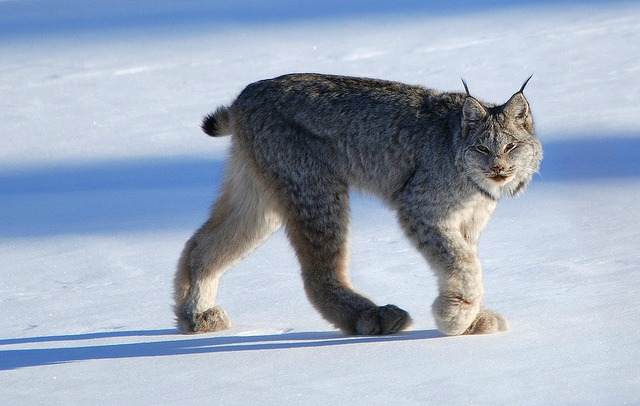 Canada Lynx