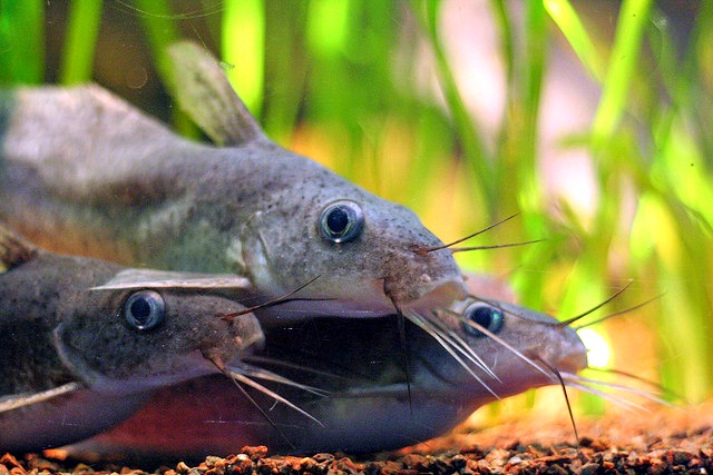 Catfishes