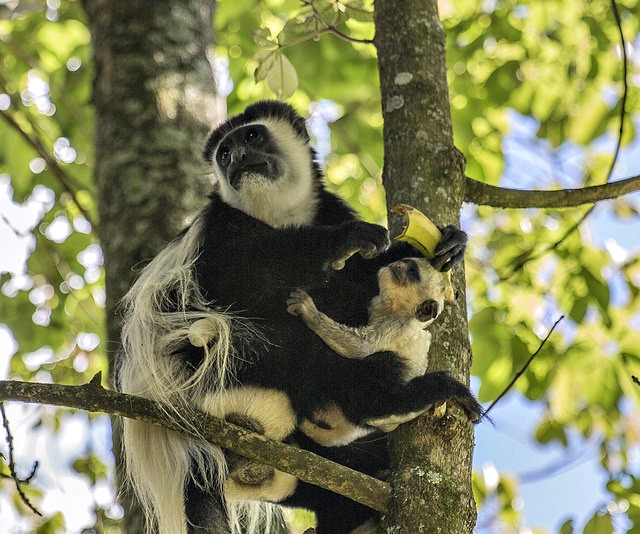 Colobus monkey, Kiambethu, Limuru, Kenya.