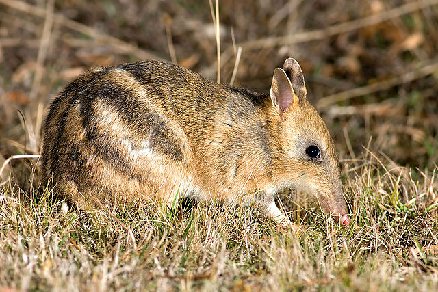 Eastern Barred Bandicoot (Perameles gunnii)