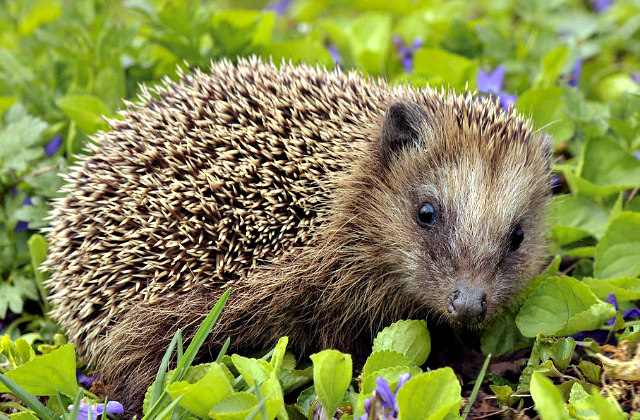 Erinaceus_europaeus_European_Hedgehog