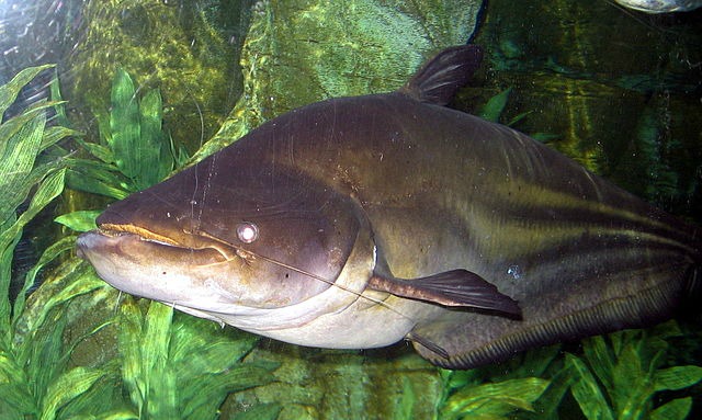 Giant_Mekong_Catfish_Wallago_leeri